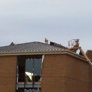 Dog on the roof? New building being built by my house..