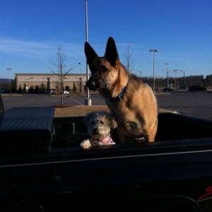 Best buds just chillin' in the back if a Dodge in the Target parking l