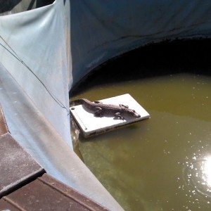 Customers house on friday. Yes its real, yes its in a pool.