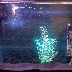 Buddy got a fish tank