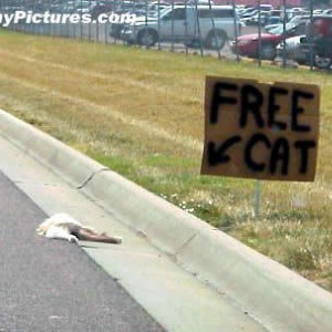 free-cat