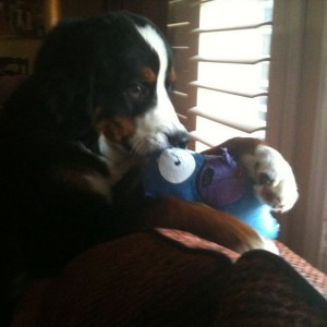 Ranger got a new toy