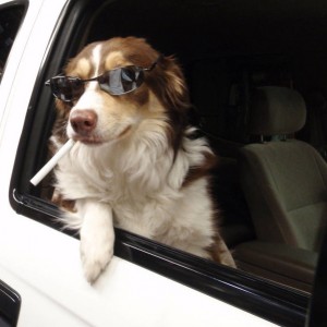 Belle_Passenger_