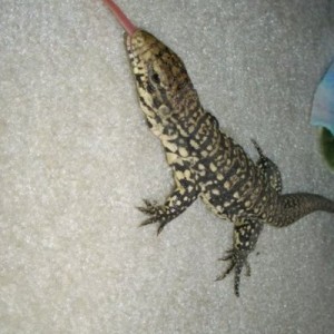 Kito in action