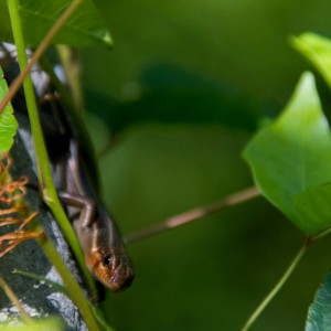 Blue Tailed Skink With Bokeh