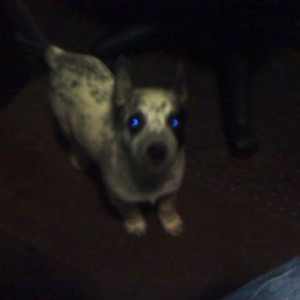 Peanut