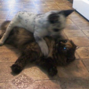 Pnut_vs_Carmy