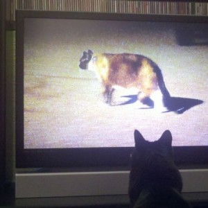 My cat approves of the new show on animal planet :)