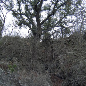 DSCF6178