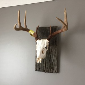 8 Pt euro