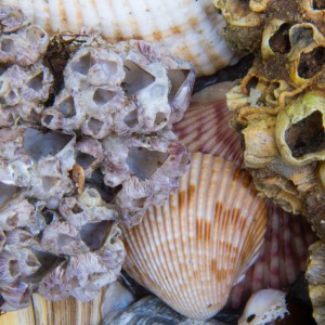 Shell Macro 4