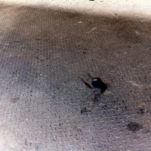 Black widow :eek:
