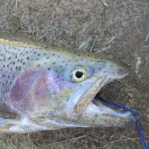 Nice hook jaw