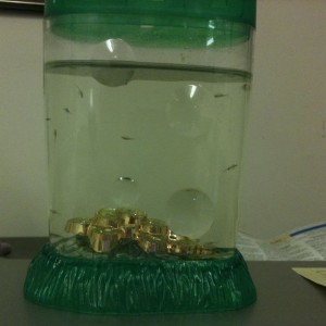 Sea Monkeys ftmfw!