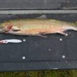 28" Steel Head