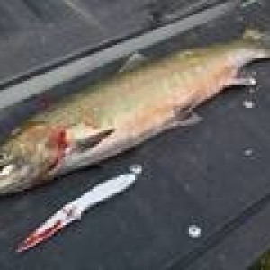 28" Steel Head
