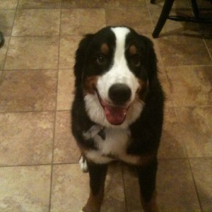 Happy Birthday Ranger