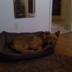 Sleepy dog