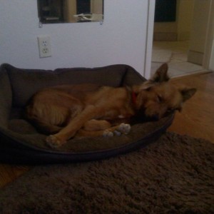 girlfriends dog. Only cute when he has both ears up.