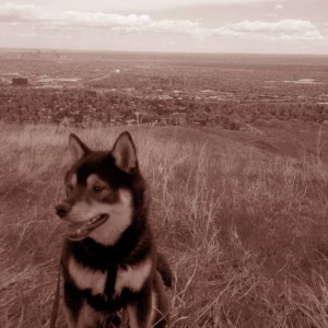 my dog Gnar-Lee