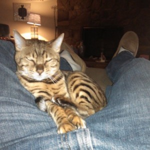 Me and my tiger watching due date together!