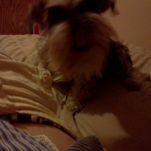 HARRIET ATTACK DAWG!