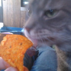 My cat loves doritos