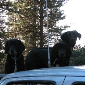 bear_hunting_2005_009