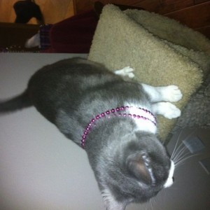 Mardi Gras kitteh.