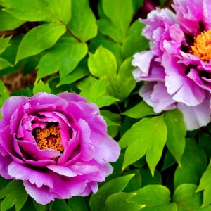 peony2