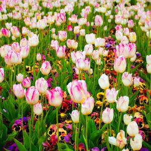 tulips