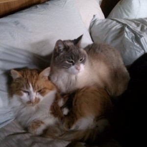 lazycatz
