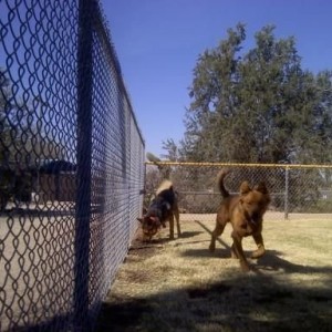 nice ass day out and the dogs are having fun at the park.