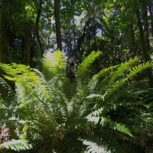 Fern in the Forest