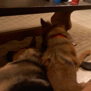 Aww tired buds