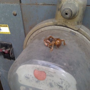 I hate potato bugs