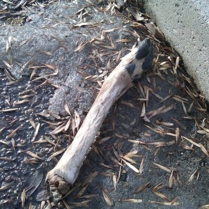 In the parking lot at the college. Someone hit a deer. Sent wirelessly from