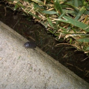 Potato bug? :laugh: