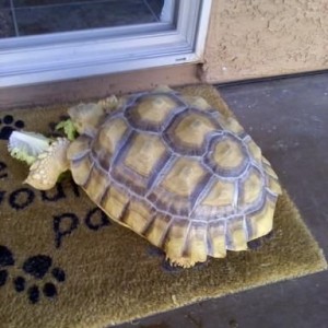 its tokka from ninja turtles!