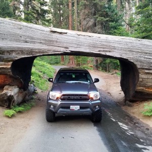 Sequoia national park