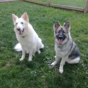 Dogos
