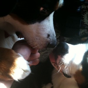 Can Iz has what's in yours hand??