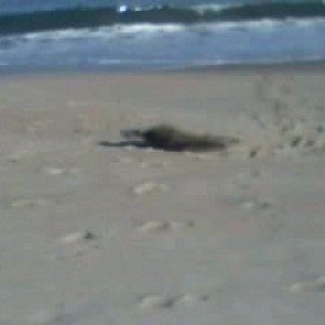 A seal on va beach. Wierd