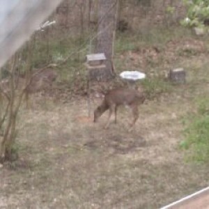 Deer eating from the bird feeder. There was a total of 6.