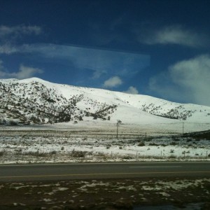 Grapevine