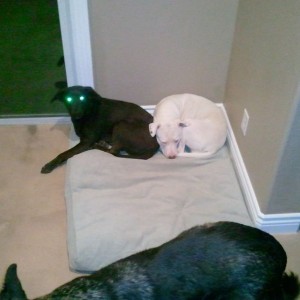 Really? They've got this whole bed...