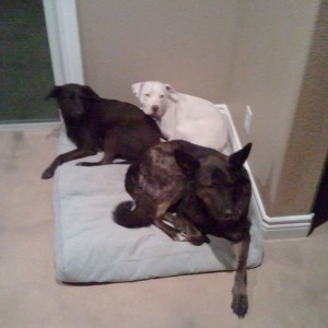 Who needs multiple beds?