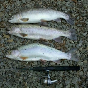 All 3 were 19-19.5 inches. One is 2 lb 11 oz one is 2 lb 14 oz one is 3 lb