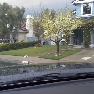 the best guard dog ever... hahaha.