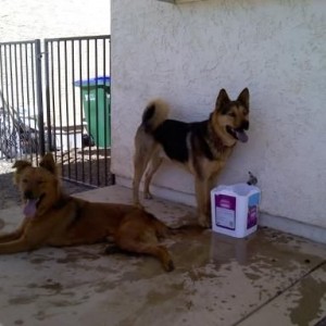 Dogs just finished a three and half mile run. Training them to follow me on